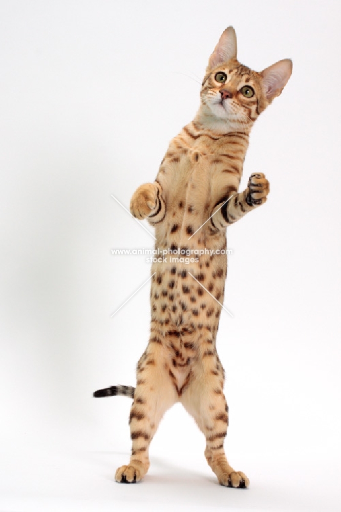 female Savannah cat on white background, standing up