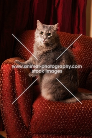 Household cat, sitting on sofa