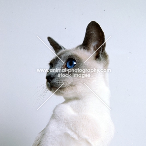 int ch selina van siana, blue point siamese cat 