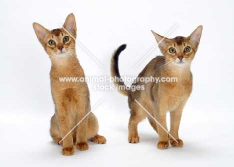 two 4 month old Abyssinian cats on white background