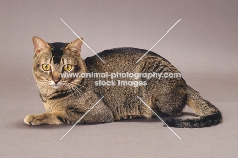 Wild Abyssinian lying down on grey background