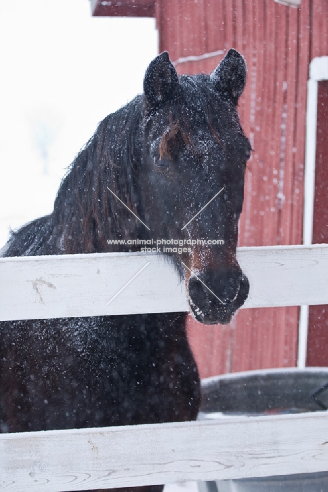 Morgan mare in snowstorm with red barn and fence.