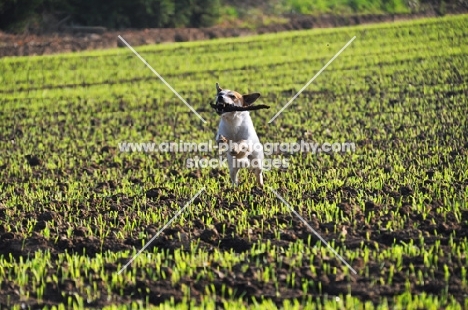 Jack Russell retrieving in field