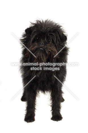 Affenpinscher front view on white background