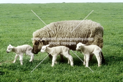 ewe and three lambs, triplets, mixed breed, 