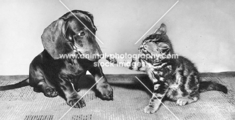 kitten and dachshund puppy