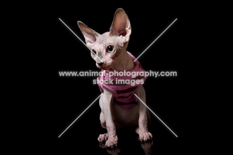 young sphynx cat wearing a sweater