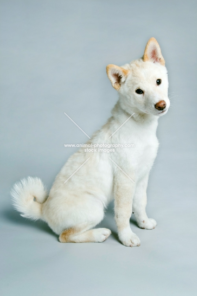 Shiba Inu sitting in the studio, looking at the camera