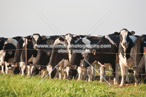 group of Holstein Friesian cows