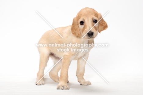 Saluki puppy in studio