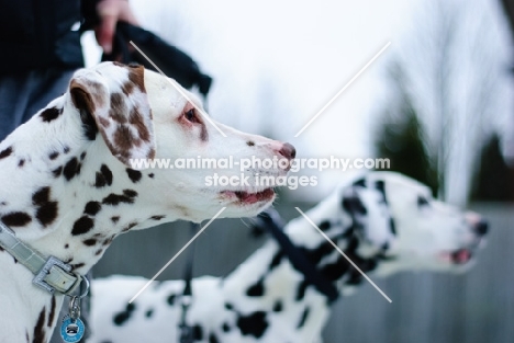 brown spotted and black spotted dalmatians