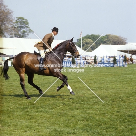 Hunter at Windsor Horse Show 