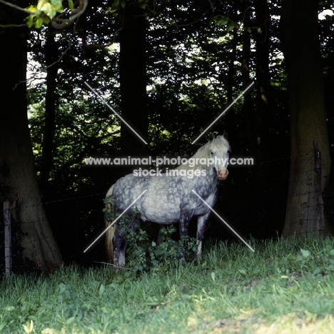 welsh mountain pony standing in shade
