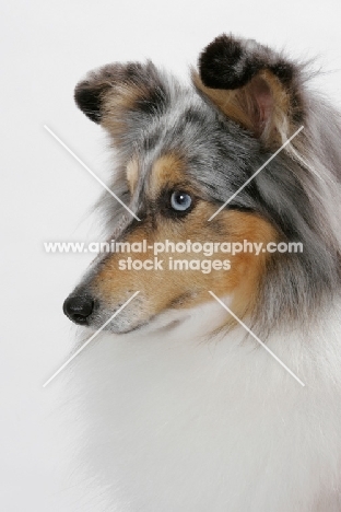 Australian Grand Champion Shetland Sheepdog