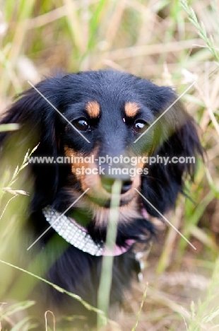 longhaired miniature Dachshund behind grass