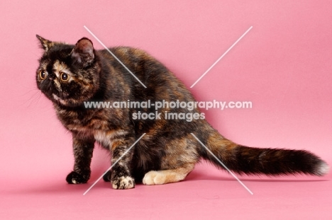 tortoiseshell Exotic Shorthair cat