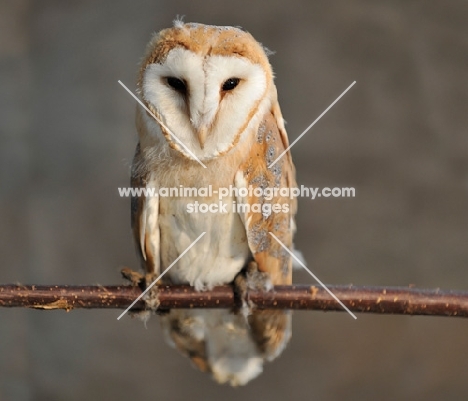 Barn Owl