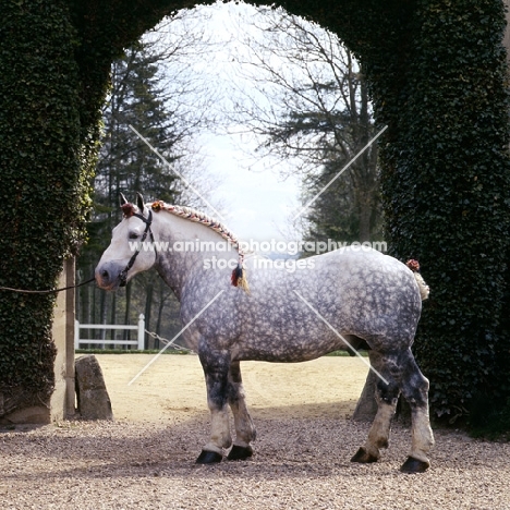 titanic, percheron stallion at haras du pin