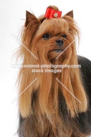 Australian Grand Champion Yorkie portrait