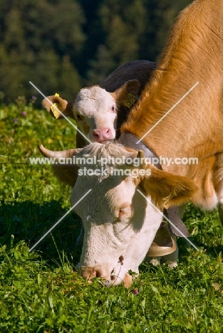 cow grazing with calf looking over shoulder