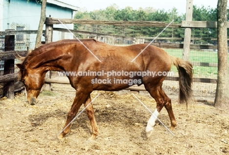 peruvian paso walking around enclosure