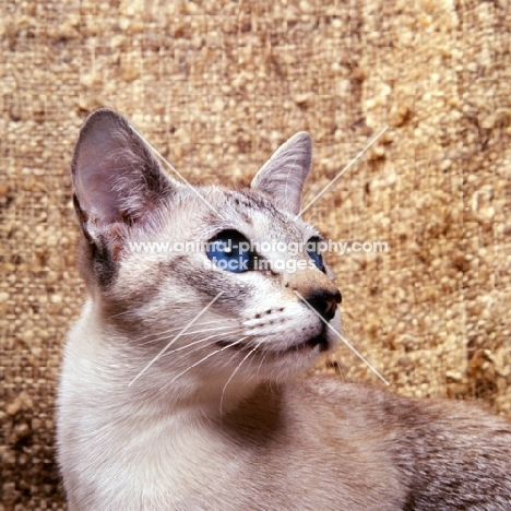 tabby point siamese cat looking up