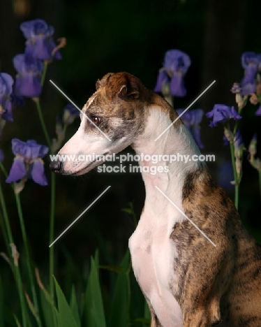 Whippet profile with flowers in background