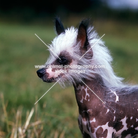 chinese crested head portrait