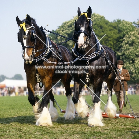 two shire horses in a musical drive, windsor