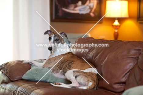 dog at home on comfortable sofa looking at camera