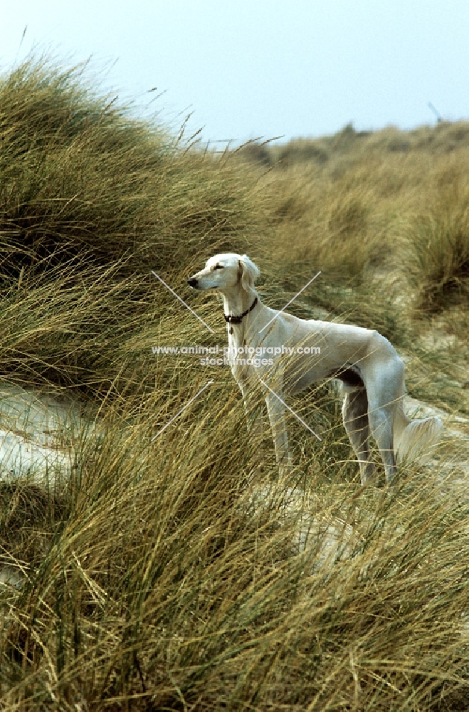 saluki on sand dunes