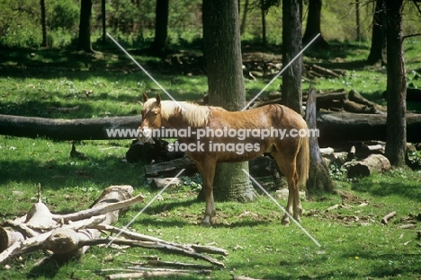 quarter horse standing in forest