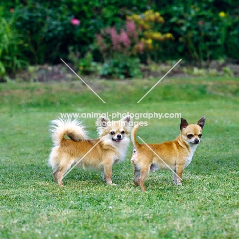 long coat and smooth coat chihuahuas standing on grass, both champions