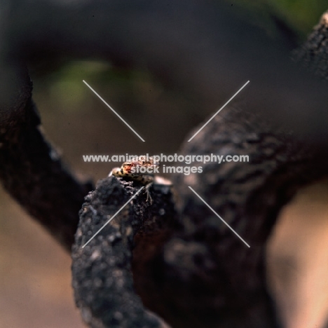 lava lizard on jervis island, galapagos islands