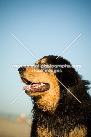 Tibetan Mastiff