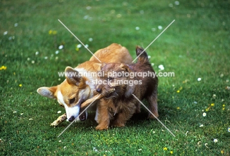 norfolk terrier and pembroke corgi puppy playing with stick