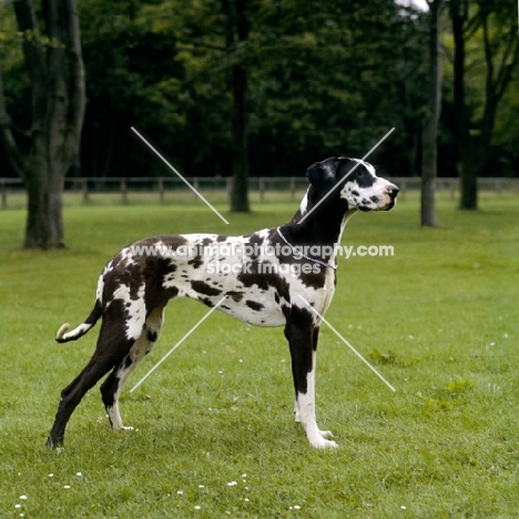 harlequin great dane standing in a field, summerdale nixie