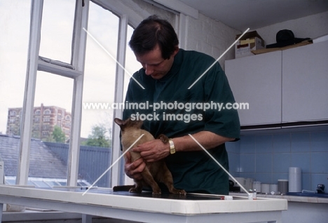 seal point siamese cat at surgery with vet, neil forbes,