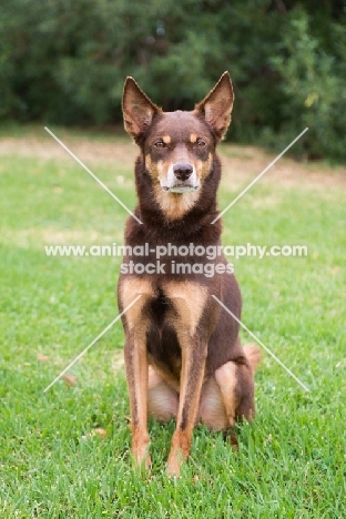 Kelpie sitting on grass