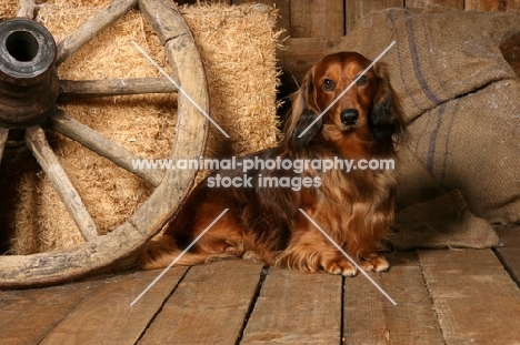 longhaired Dachshund in barn