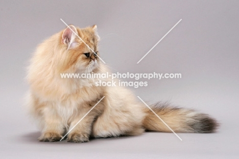 Chinchilla Golden Persian looking away