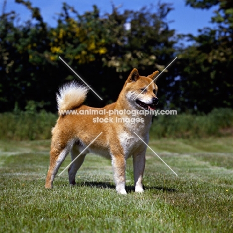 shiba inu on grass