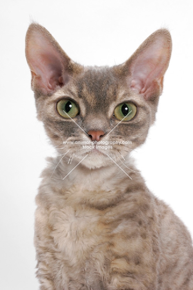 Devon Rex, Blue Mackerel Torbie, staring at camera