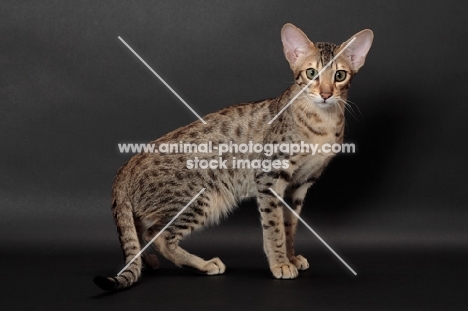 Serengeti cat full body, brown spotted tabby colour