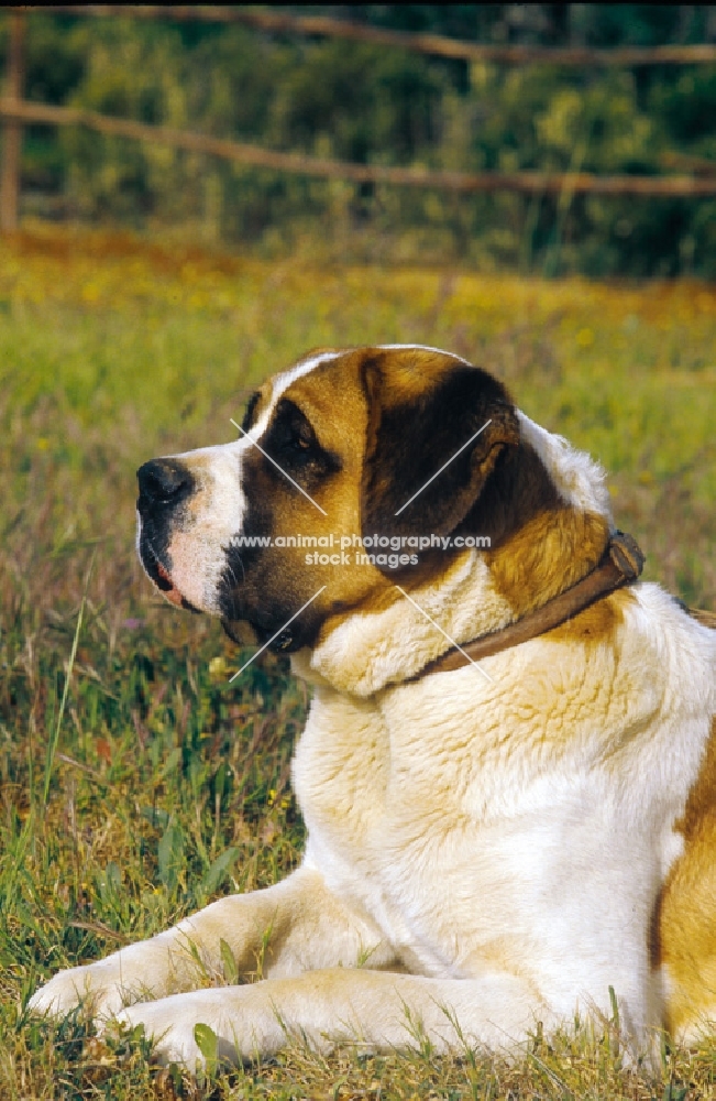 Saint Bernard lying down on grass, looking ahead