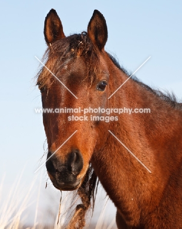 brown Morgan Horse portrait