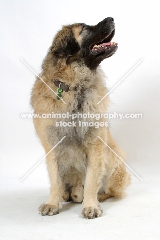 Leonberger, Australian Champion