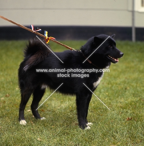 black greenland dog at a show