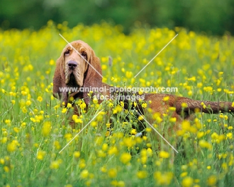 Bloodhound in flowery field