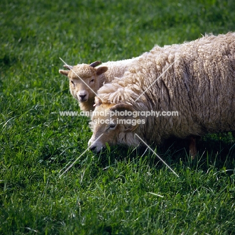 portland ewe and lamb